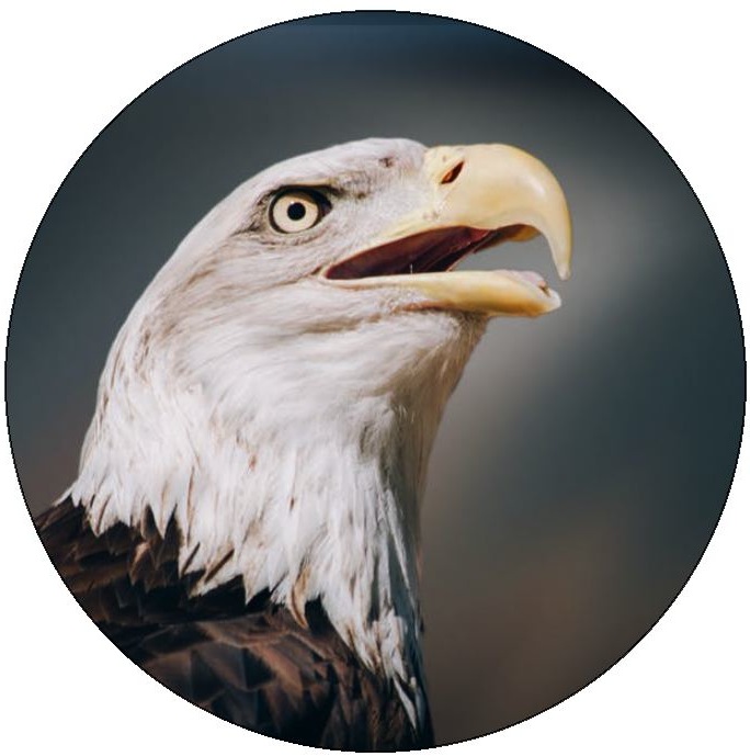 Eagle Head Pinback Button and Stickers